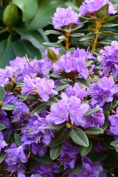 Рододендрон Грістед|Rhododendron ’Gristede’|Рододендрон Гристед